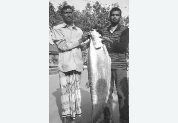 2657_Nasim Hasan_Thousand Dollar Knifefish_Chitala chitala.jpg 2657_Nasim Hasan_Thousand Dollar Knifefish_Chitala chitala.jpg